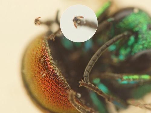 Holopyga ignicollis